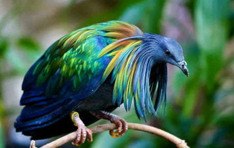 Random animal facts you know
