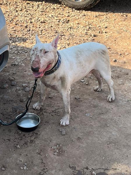 Dog owner angry because i walked away from his dog