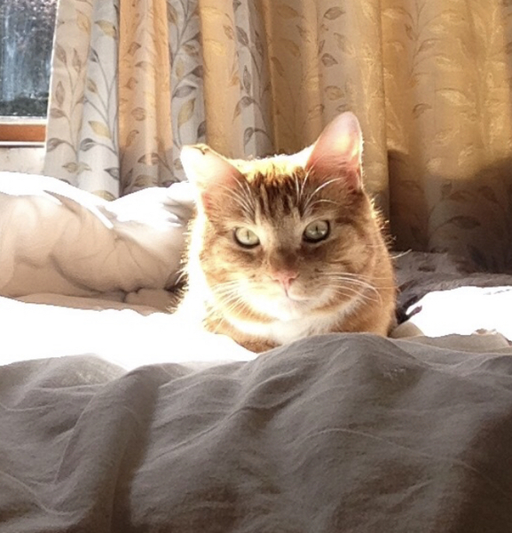 Anyone else's cat have an 'It wasn't me!' face? Pics please!