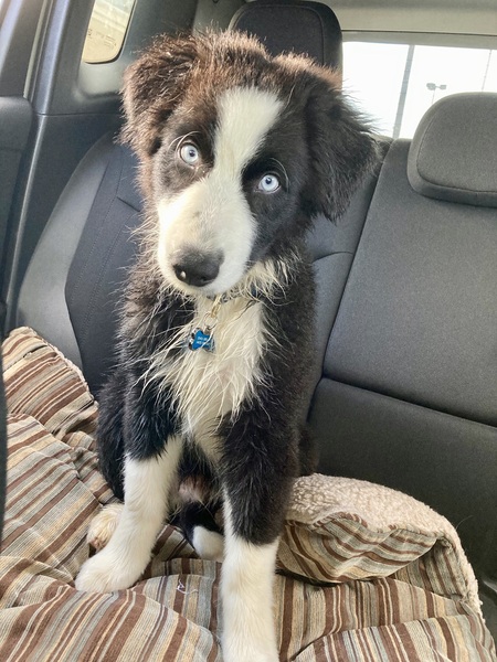 Favourite ever picture of your dog.