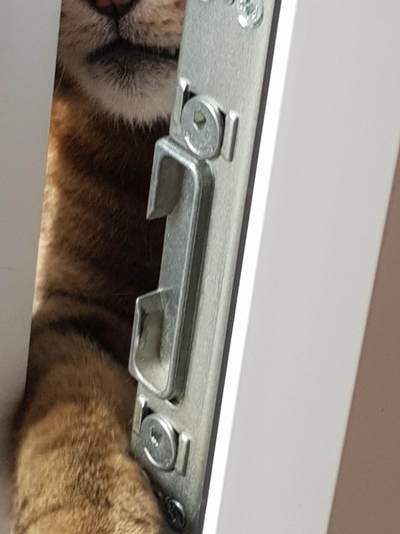 Not my cats and friends