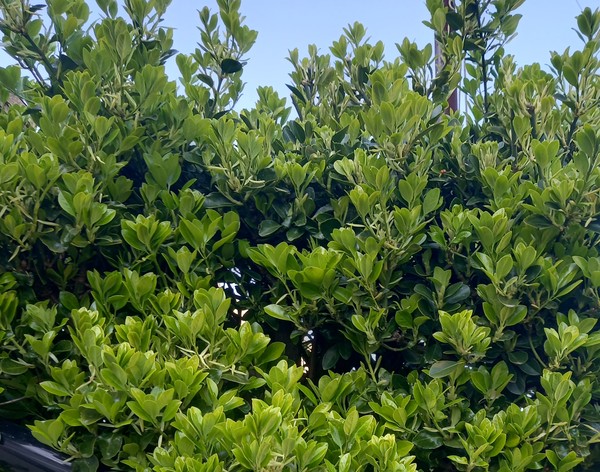Help to identify this shrub..