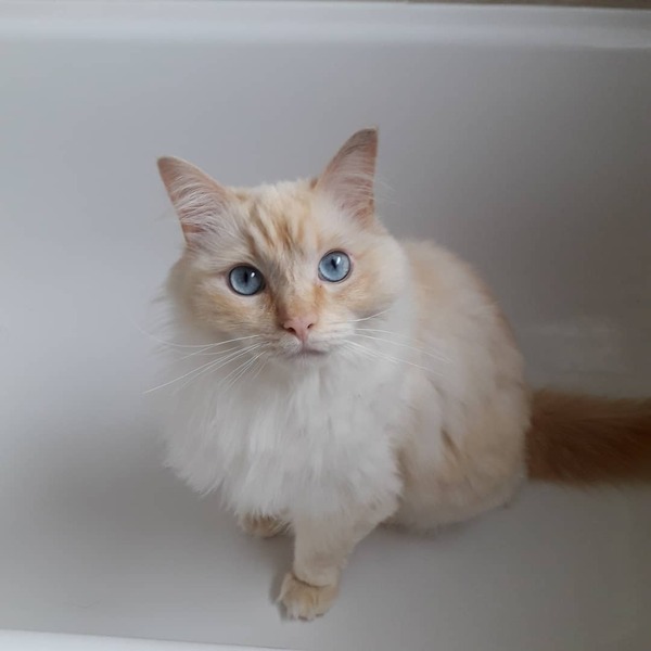 I think I have become my cat's fluffer!