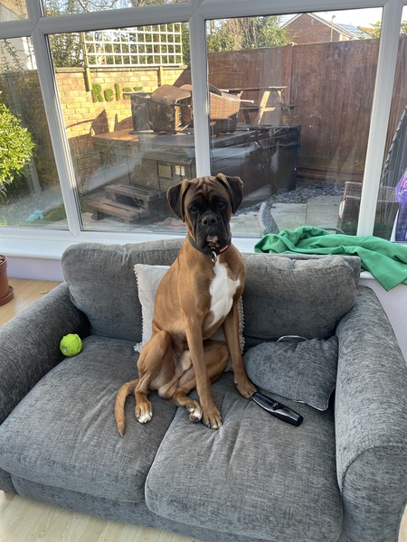 What big dog?