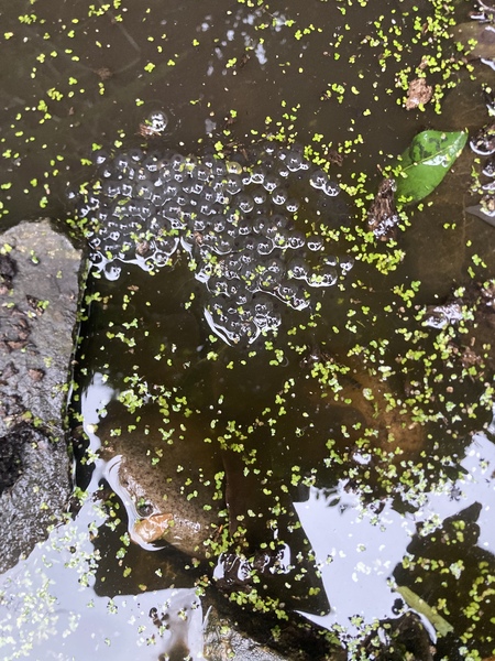 Frugal fun in February - the one with the Spring spring