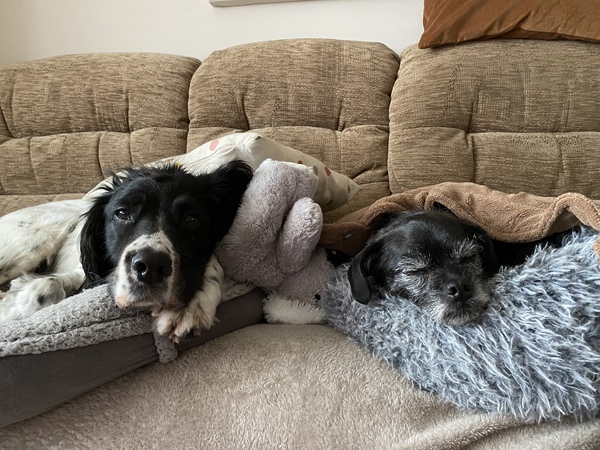 People with two or more dog's