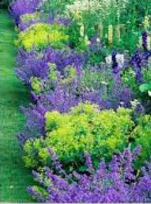 Plants to soften the top of border edging