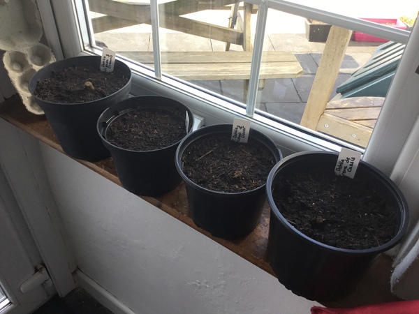 Who’s growing Dahlias this year