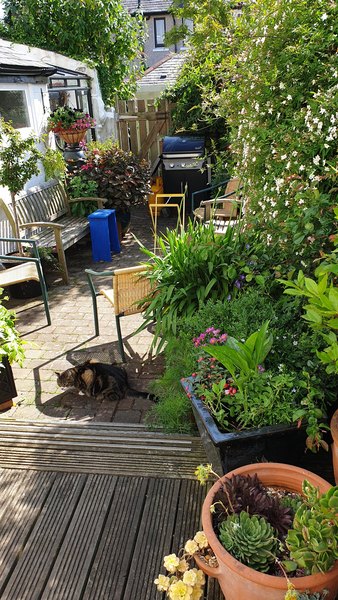 Small yard garden - ideas, please!