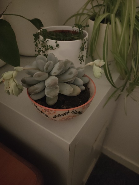 How many house plants do you have?