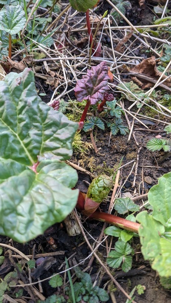 The Vegetable Patch