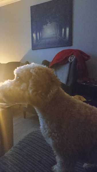 Cockapoos- from working or show cocker???