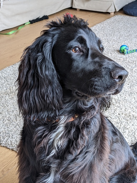 Puppy Survival Thread: muddy footprints into Spring 2022