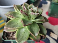 What's wrong with my echeveria?