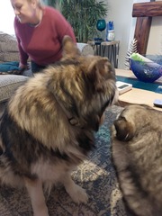 Puppy Survival Thread: muddy footprints into Spring 2022