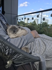 I had to put my beloved cat to sleep 😢