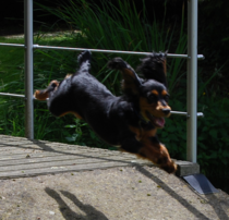 Favourite ever picture of your dog.