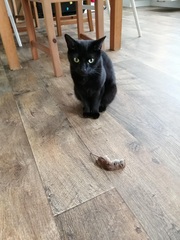 Anyone else's cat have an 'It wasn't me!' face? Pics please!