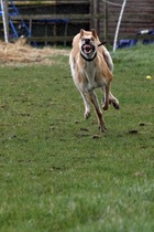 Favourite ever picture of your dog.
