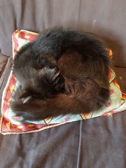Not my cats and friends