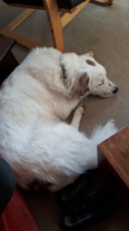 Please welcome our new dog!