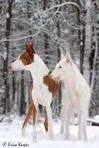 Very tall white hounds with pale eyes? What breed is this?