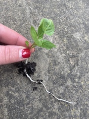Another weed identification one