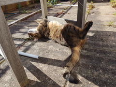 Thug cat part 4.  After all, it's not my Axminster.