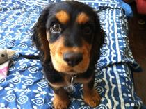 Favourite ever picture of your dog.