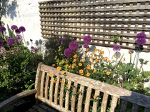 Small yard garden - ideas, please!