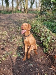 Favourite ever picture of your dog.
