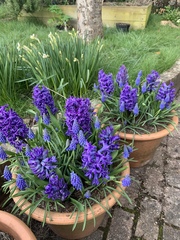 Lasagne planting