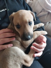 Lurcher puppy