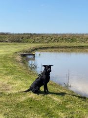 Favourite ever picture of your dog.