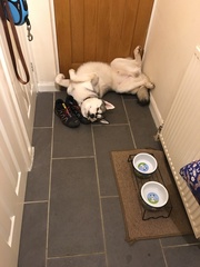 Favourite ever picture of your dog.