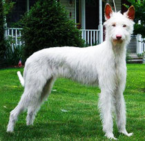 Very tall white hounds with pale eyes? What breed is this?