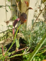 What are these weird things on my roses? (pics included)