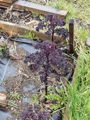 Plant ID - broccoli?