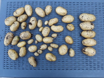 Countdown to Christmas 2022: spring has sprung, bring on the longer days! Thread 2.