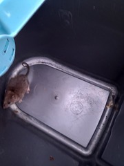 Please identify this rodent for me