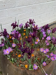 Lasagne planting