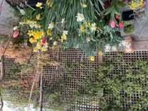 Are there any recommendations for a bee friendly, climbing plant with a neat habit?