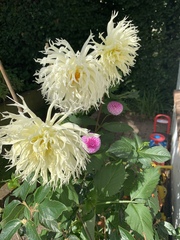 Who’s growing Dahlias this year