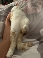 Anyone else's cat have an 'It wasn't me!' face? Pics please!