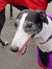 The most placid, easy going breeds