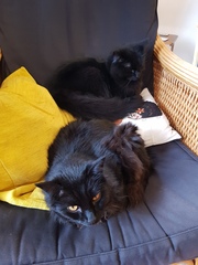 Not my cats and friends