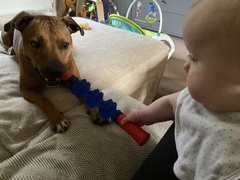 “Getting ANY adult dog breed is strongly NOT recommended”