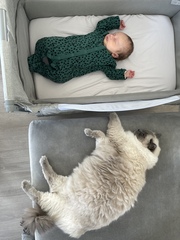 I had to put my beloved cat to sleep 😢