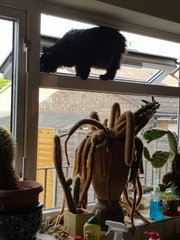 Not my cats and friends