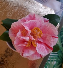 Show Us Your Pictures 6